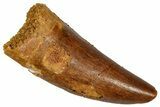 Serrated, Theropod (Deltadromeus?) Pre-Max Tooth - Morocco #341239-1